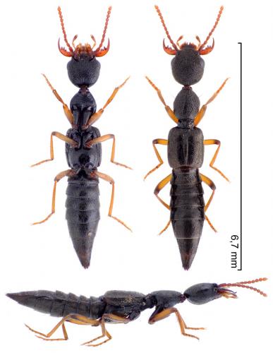 Rugilus subtilis